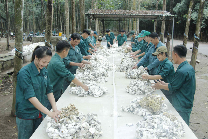 Bình Phước: Giá mủ cao su tăng mạnh, nông dân vui mừng